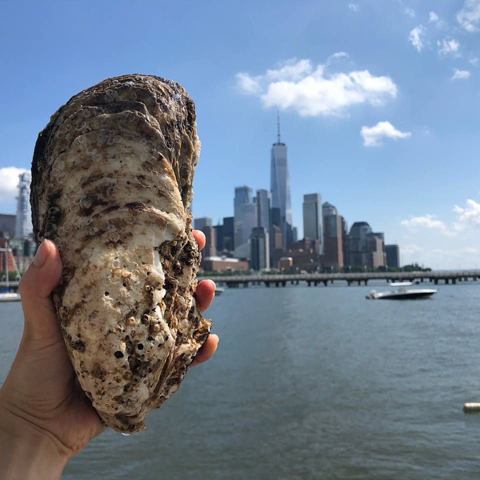That's a big oyster.<br>